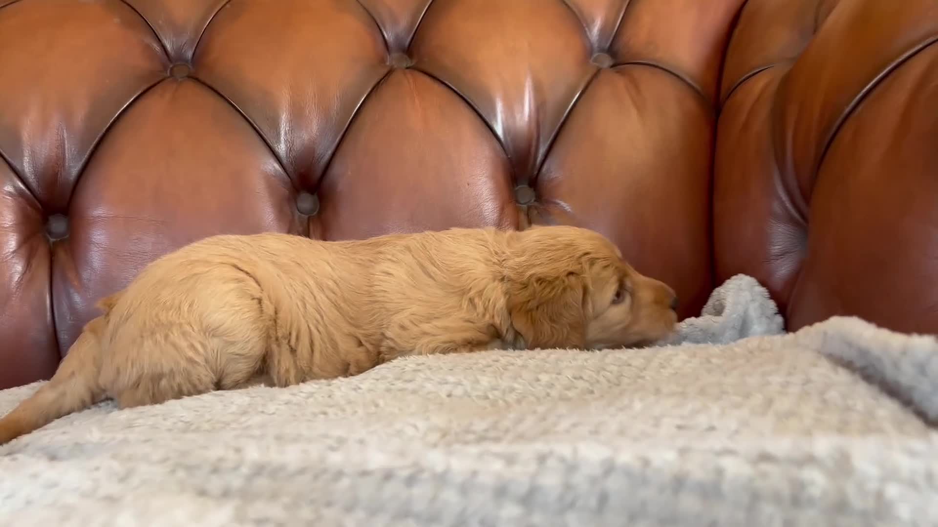 Labradoodle dogs for sale: Adorable Labradoodle Puppies  - Video 1