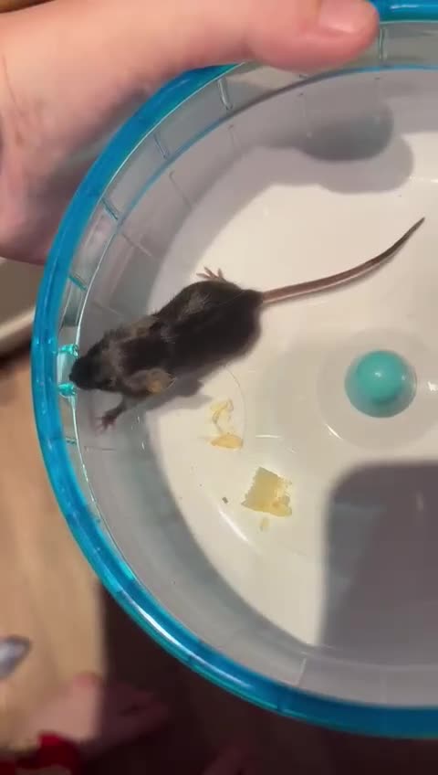 Mouse rodents for sale: Pet Fancy Mice - Adults & Babies - Video 1