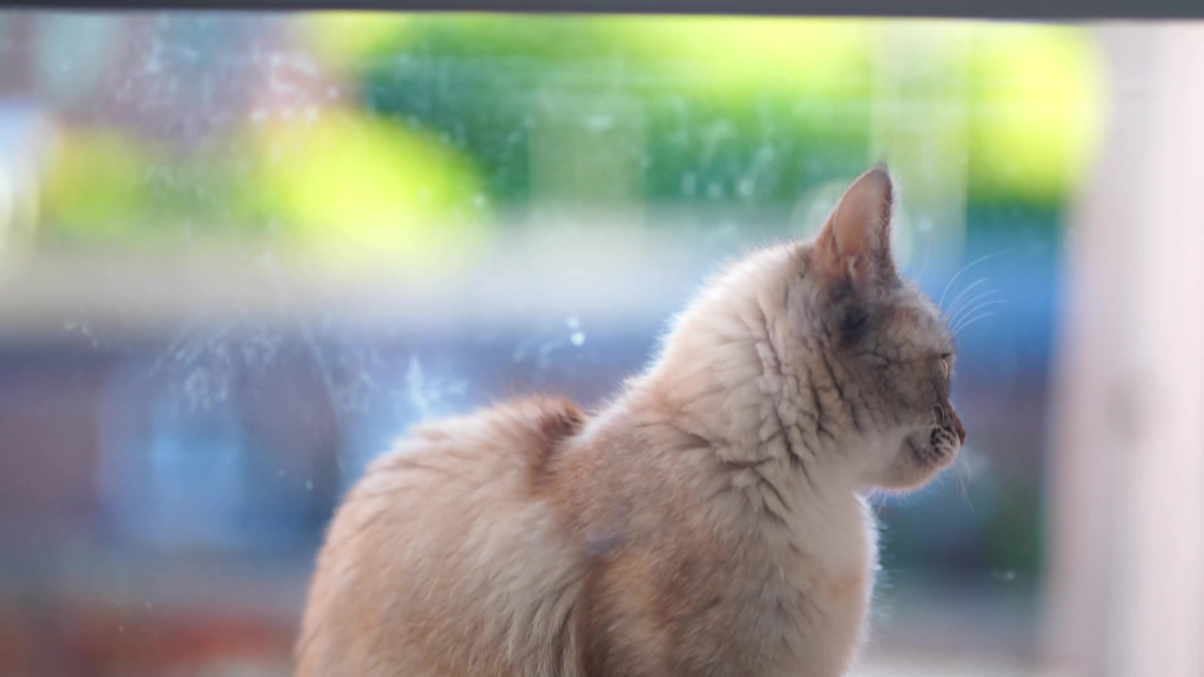 Siamese cats for sale: 1 year old female cat - Video 1