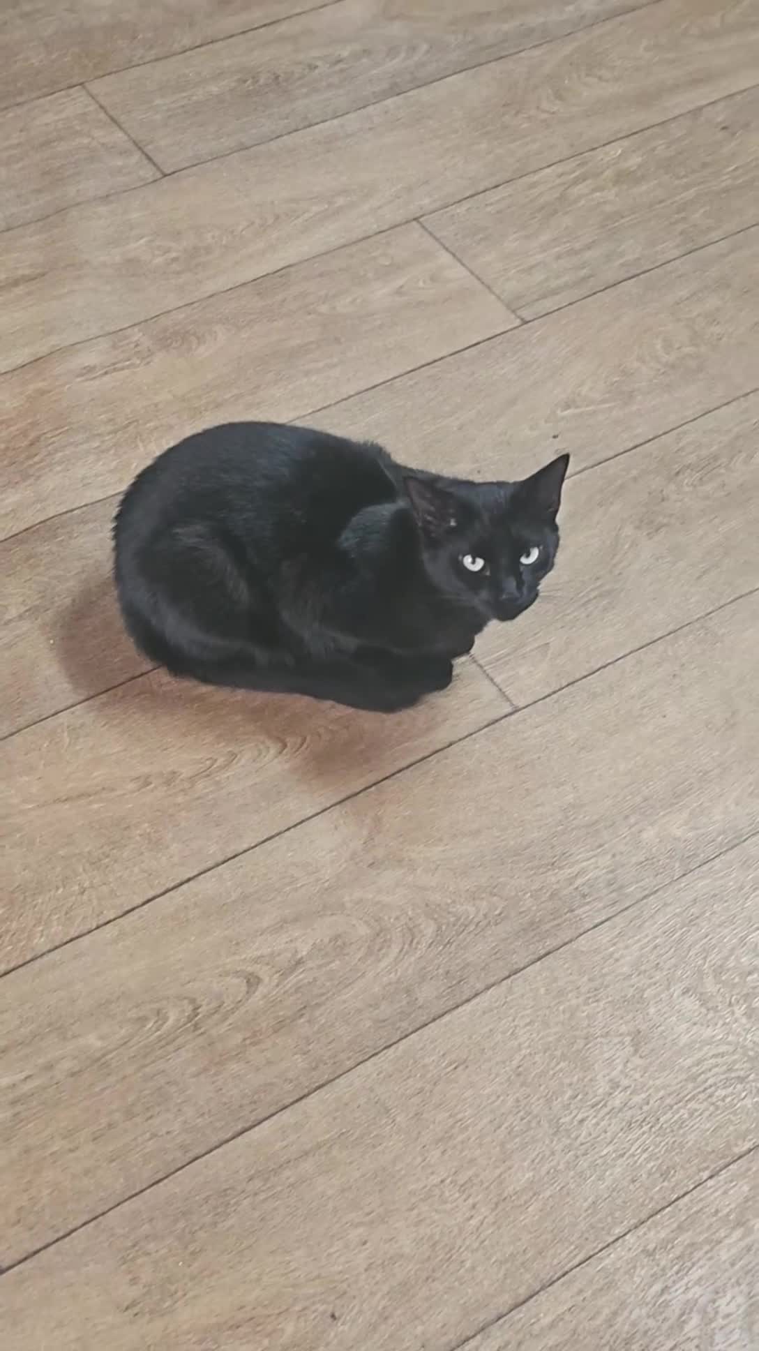 Bombay cats for sale: Black Female Cat - Video 4
