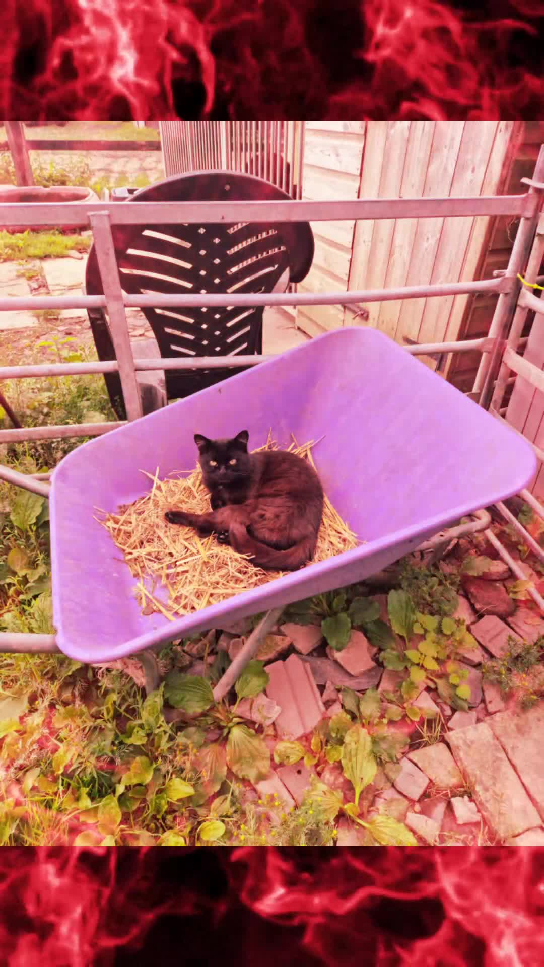 Mixed Breed cats for sale: Lovely  kittens  ready  to go - Video 1