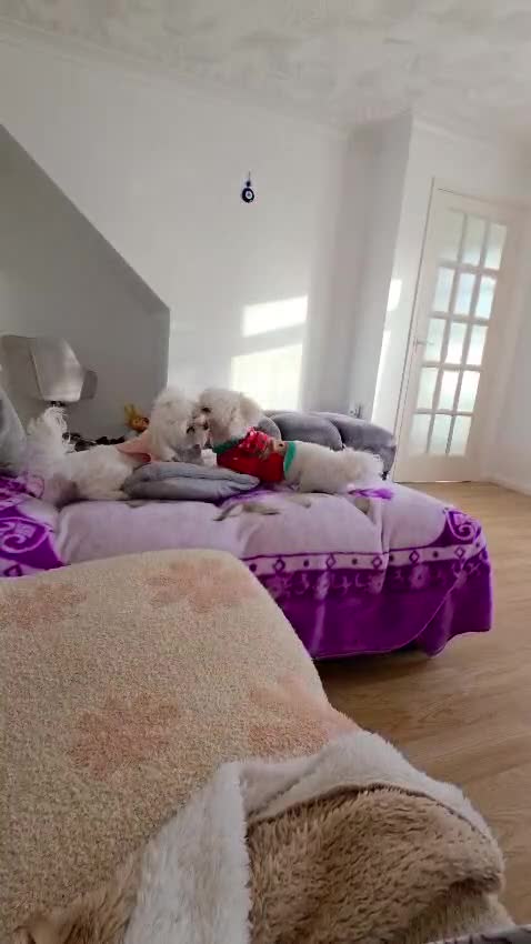 Bichon Frise dogs for stud: Dog for stud in Boston - Video 1