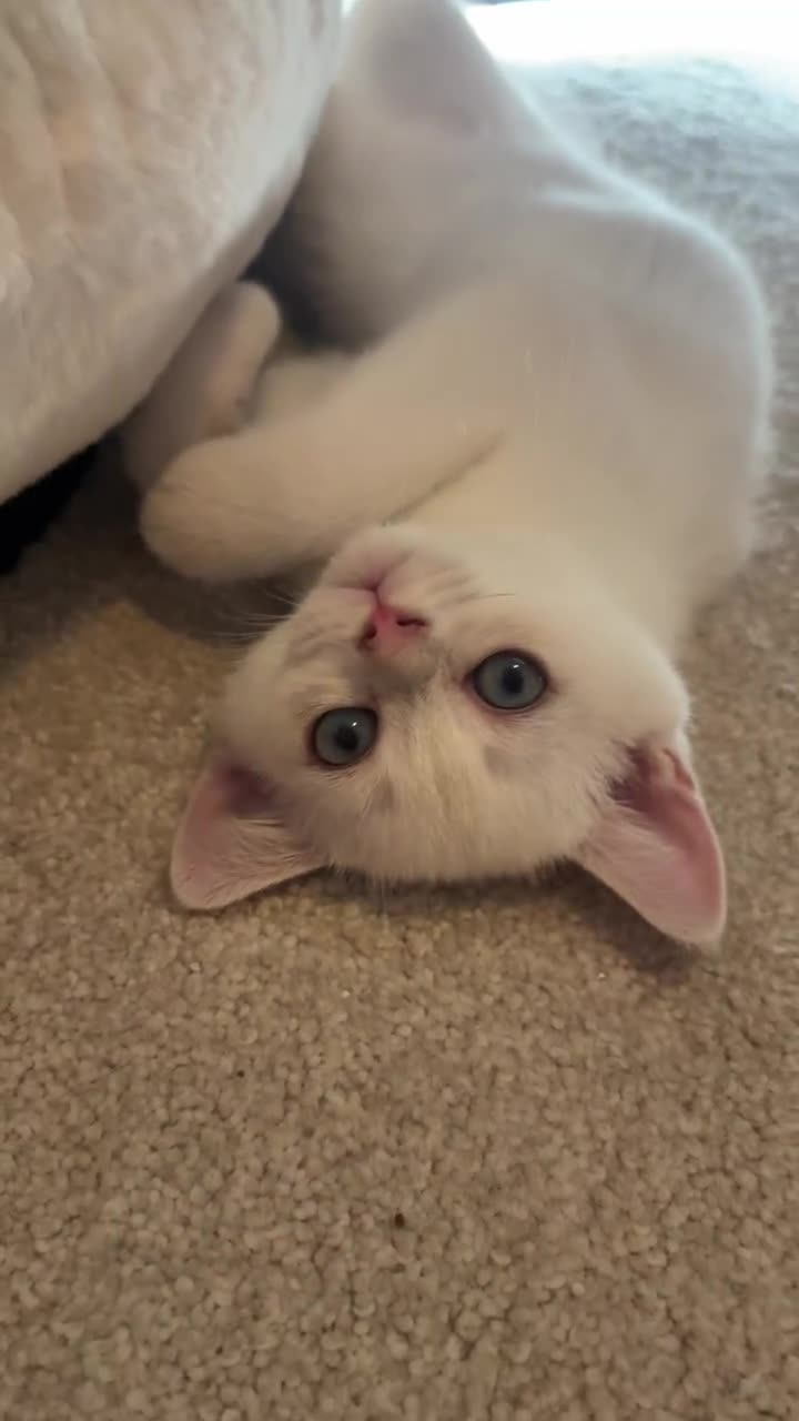 Scottish Fold cats for sale: BEAUTIFUL WHITE SCOTTISH FOLDS - Video 1