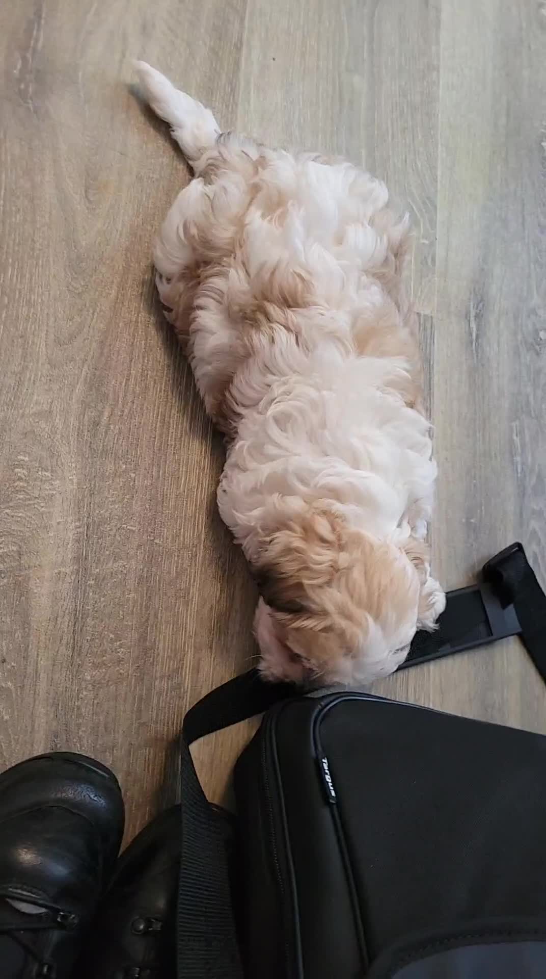 Mixed Breed dogs for sale: 8 week old puppy in Caerphilly - Video 1