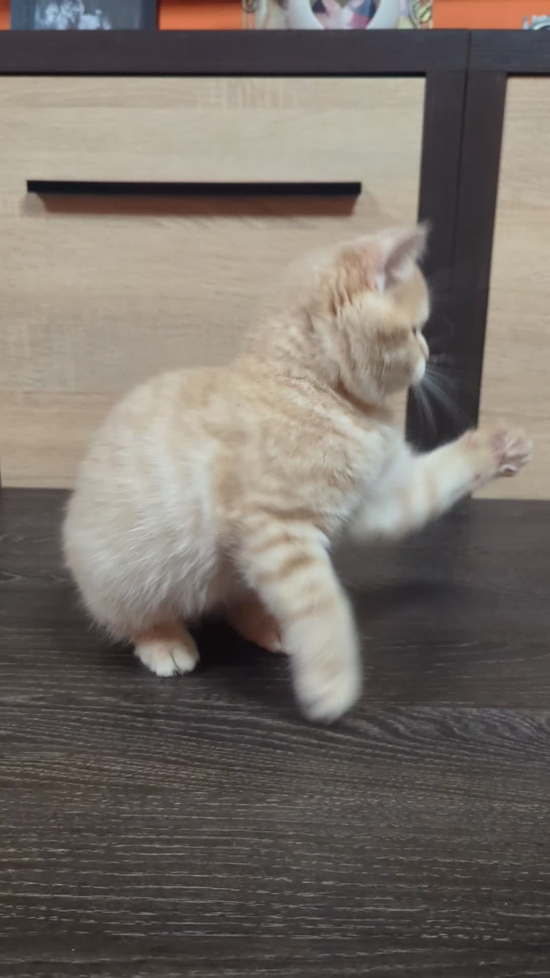 Scottish Fold cats for sale: TICA Registered Scottish kittens - Video 4