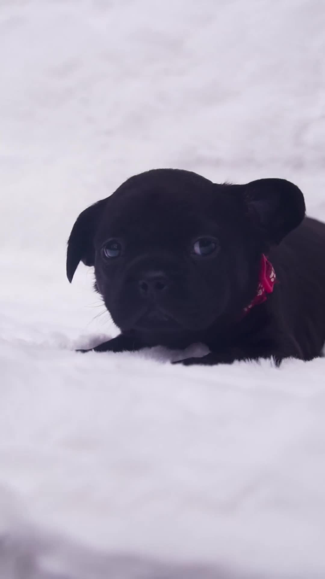 French Bulldog dogs for sale: Rare French bulldogs - Video 1