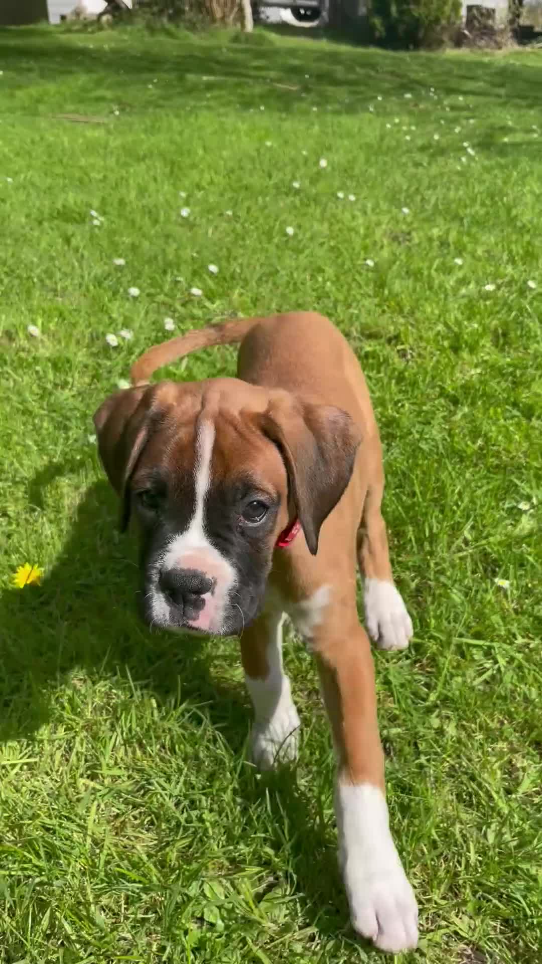 Boxer dogs for sale: Beautifull Boxer pups fully vaccinated - Video 3