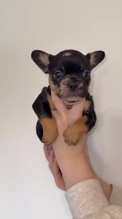 French Bulldog dogs for sale: Fluffy french bulldogs puppies - Video 1