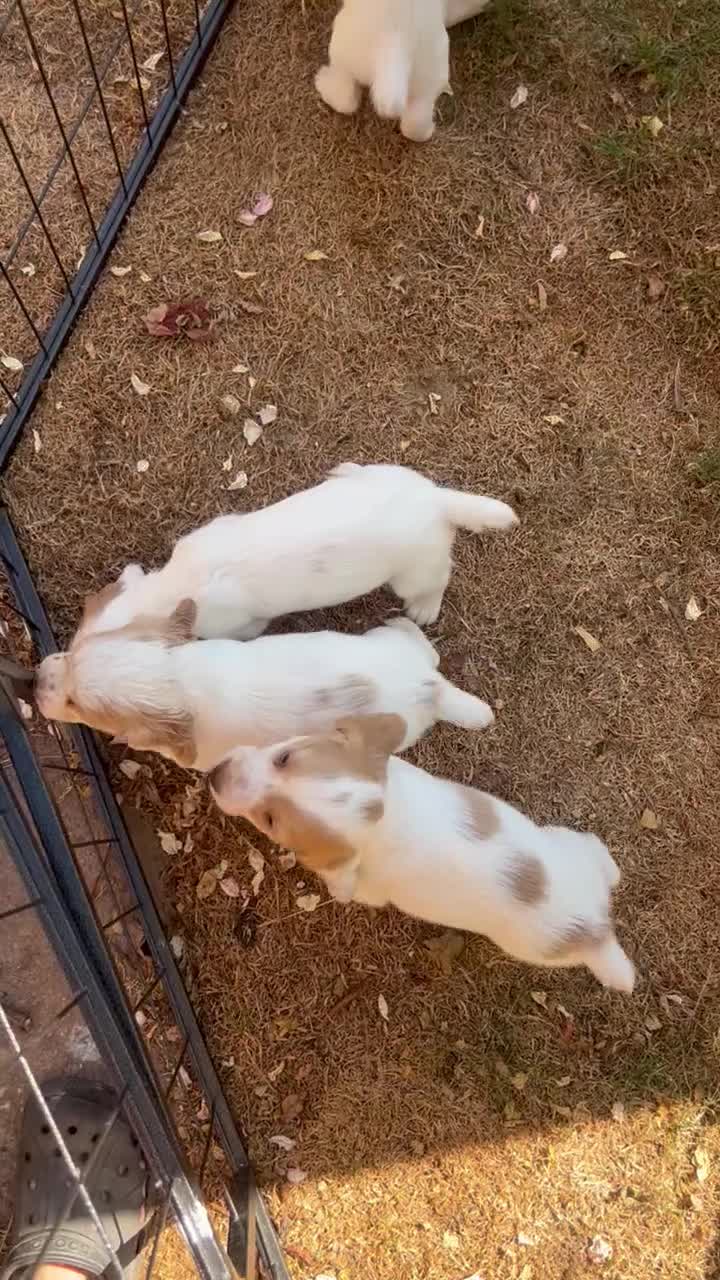 Cocker Spaniel dogs for sale: KC working cocker spaniel lemon roan - Video 1