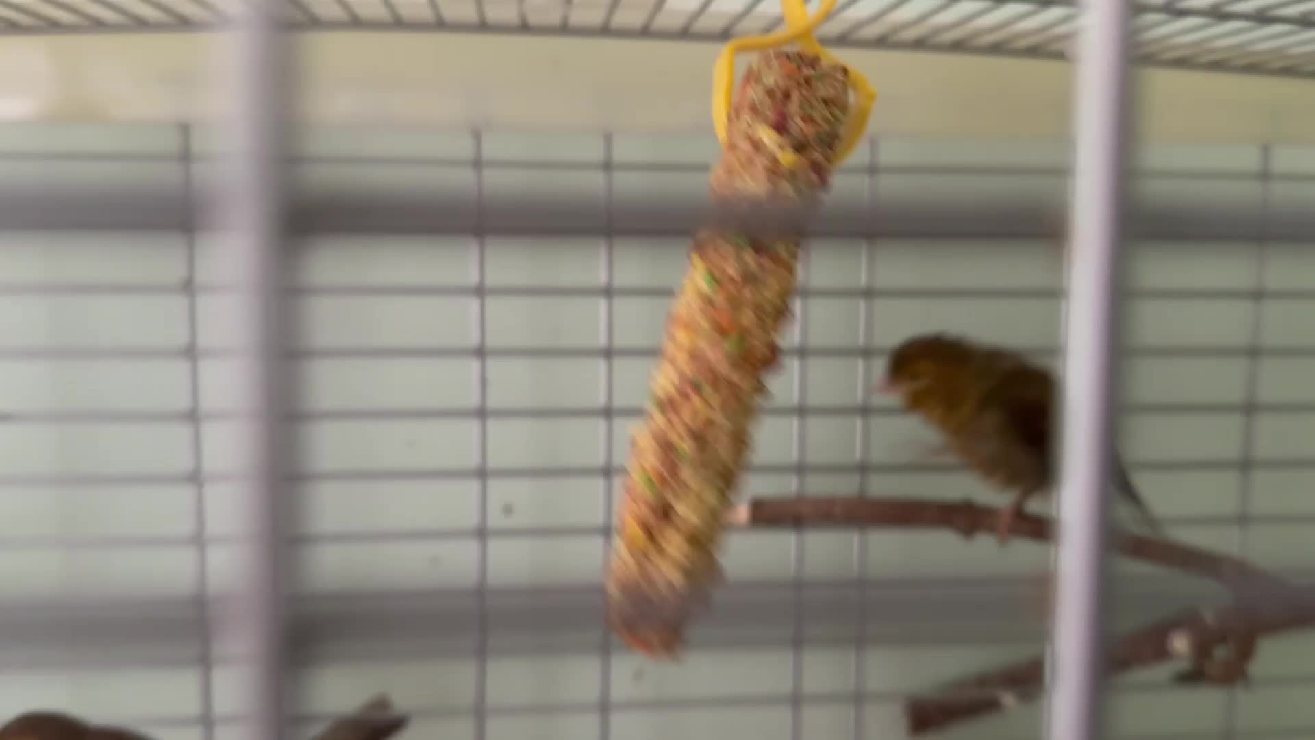 Canaries birds for sale: Four Canary Chicks - Video 1