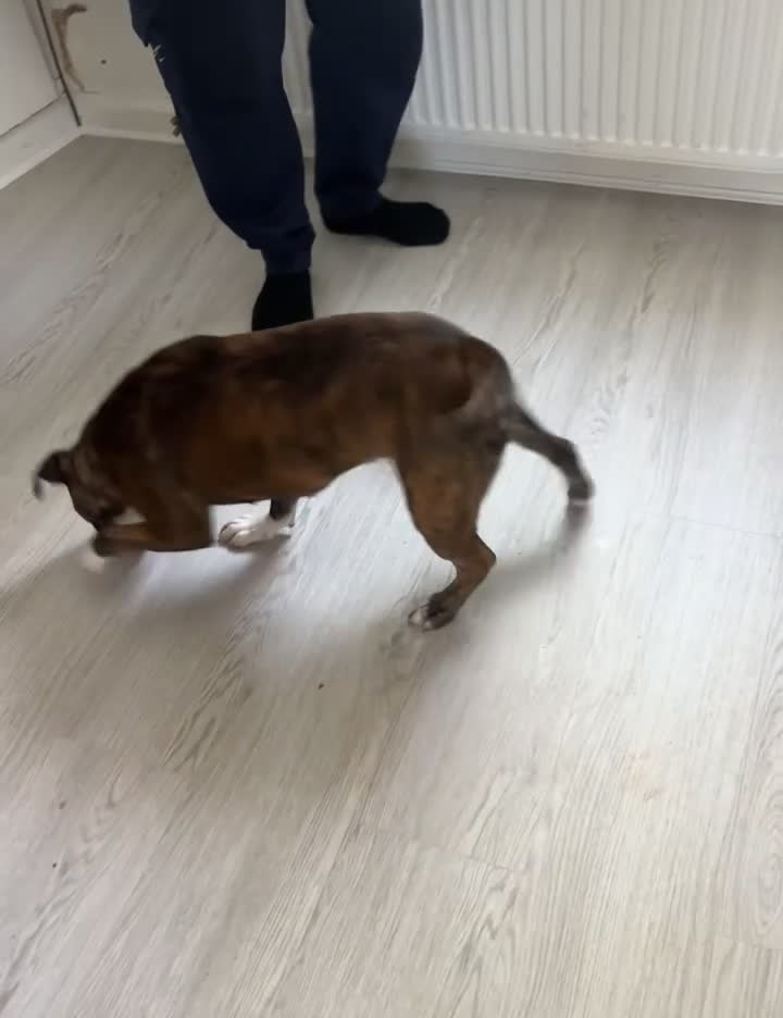 Staffordshire Bull Terrier dogs for stud: Female staffy looking to breed her in Coventry - Video 1