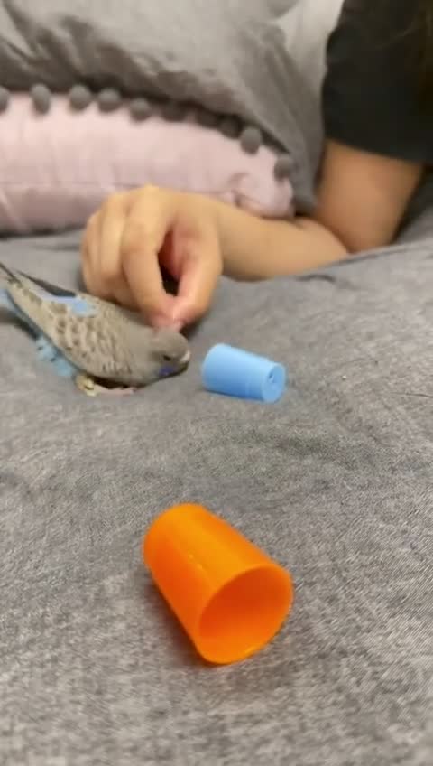 Budgerigars birds for sale: Beautiful bf split bw/helicopter babies available  - Video 2