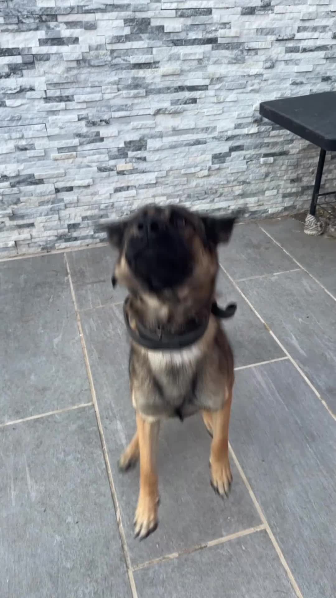 Belgian Shepherd Dog dogs for sale: Maximus - Video 1