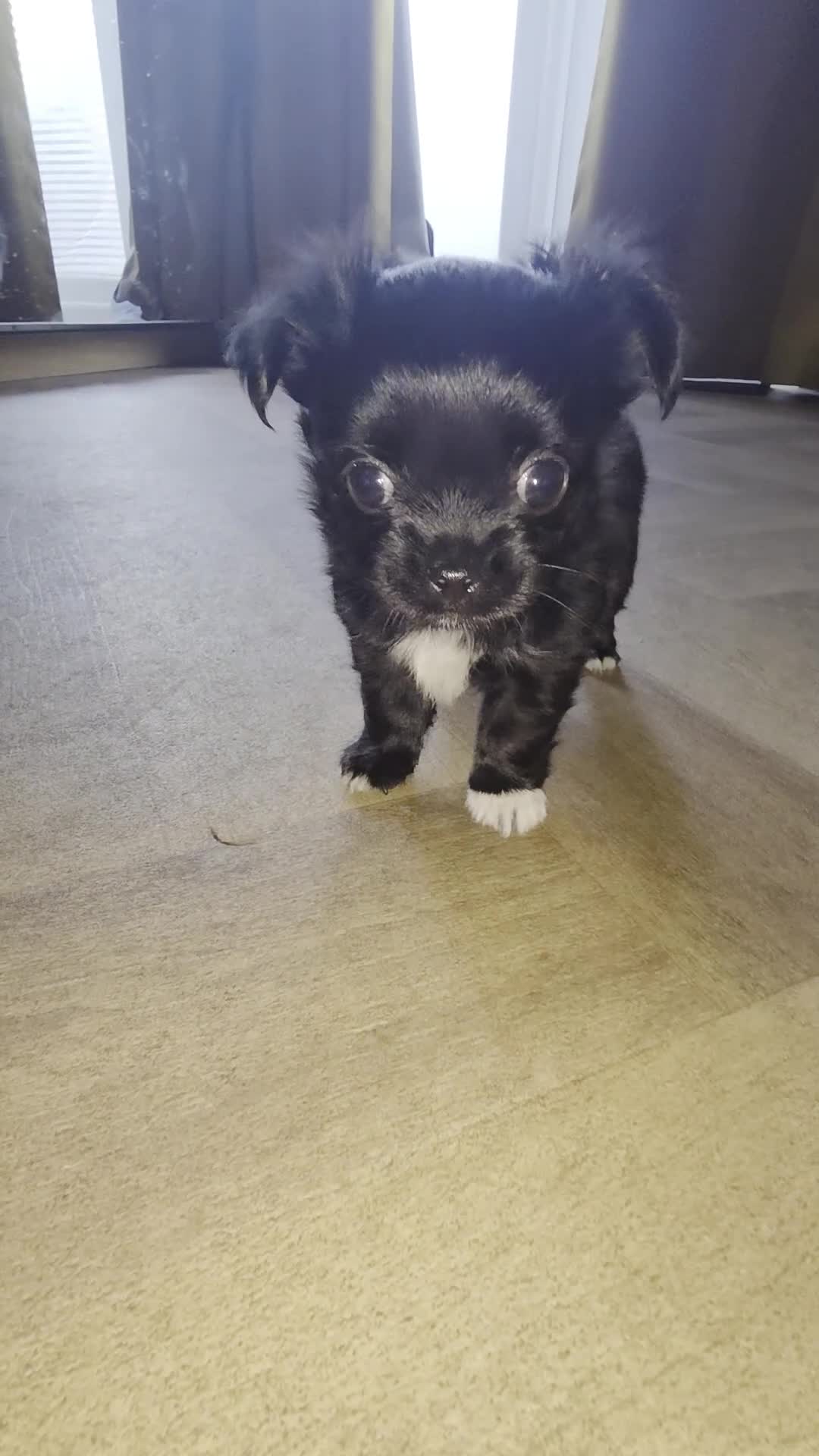 Chihuahua dogs for sale: Very small female Chihuahua for sale - Video 1