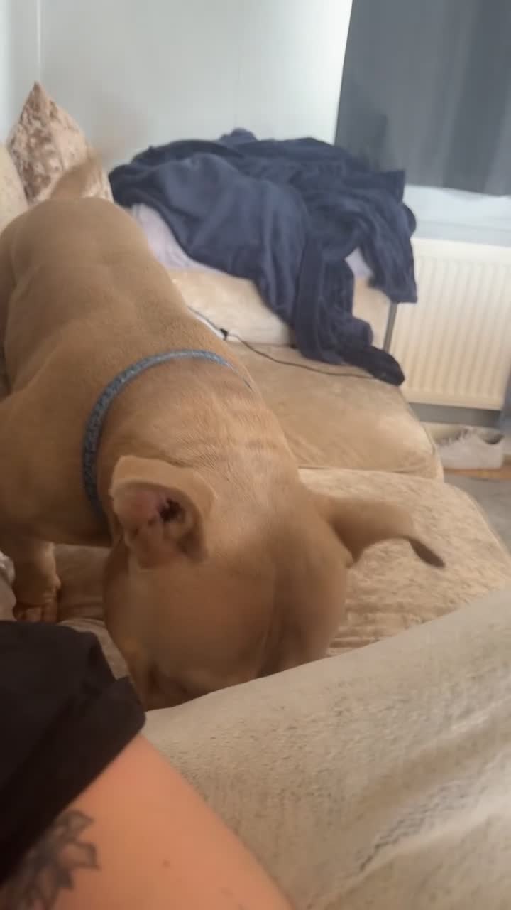 Mixed Breed dogs for sale: Male American bulldog pocket  - Video 1