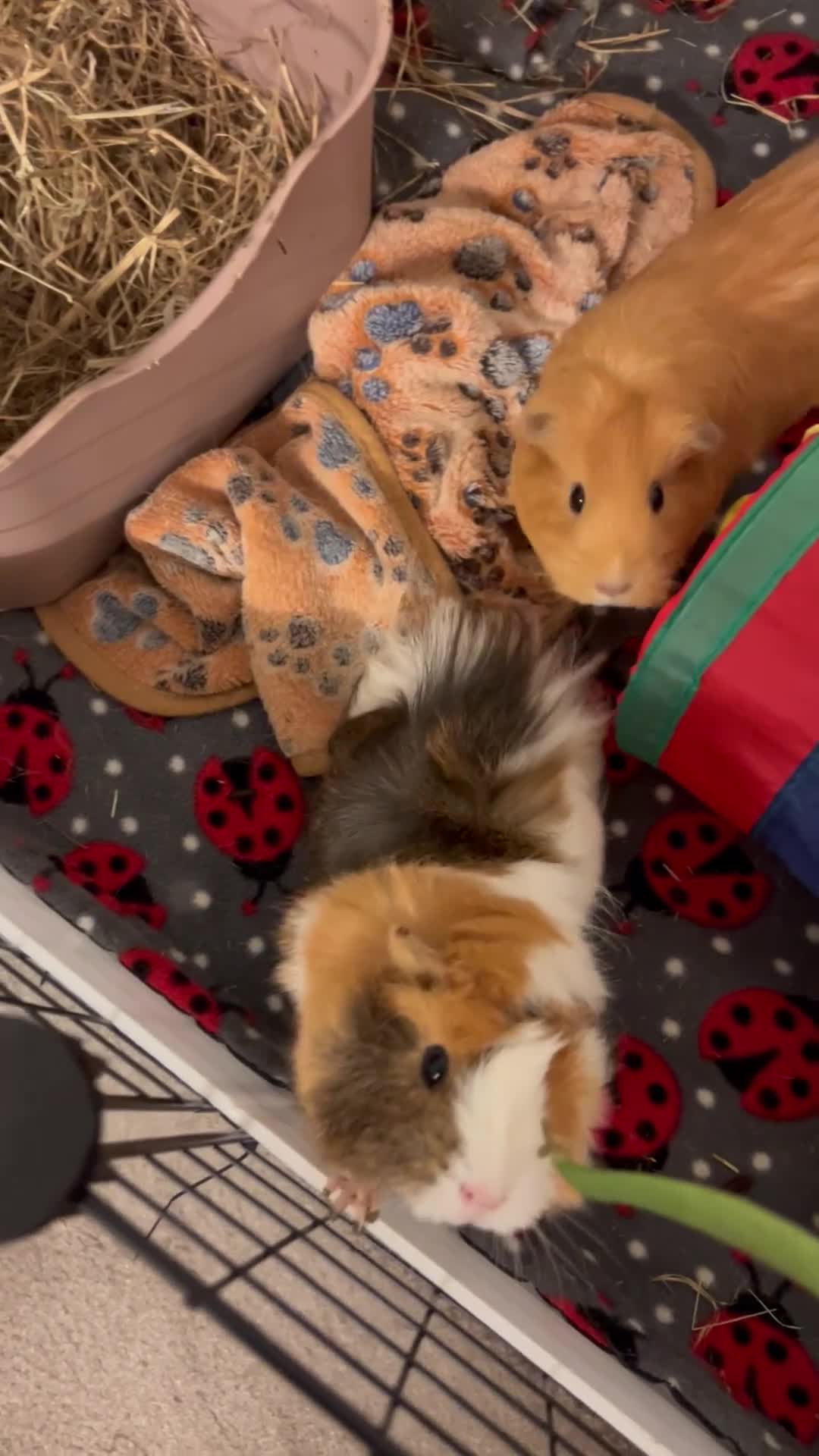 Guinea Pig rodents for sale: 1 year old bonded girls with housing set up  - Video 1