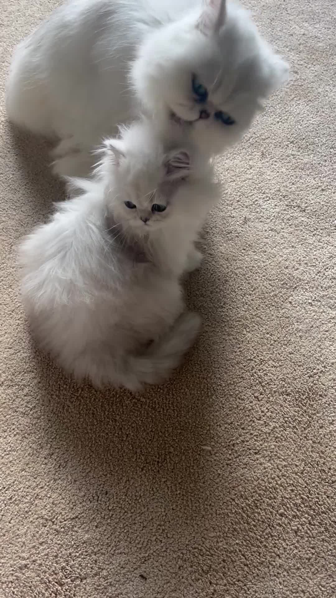 Persian cats for sale: Full Pedigree Chinchilla Kitten - Video 1
