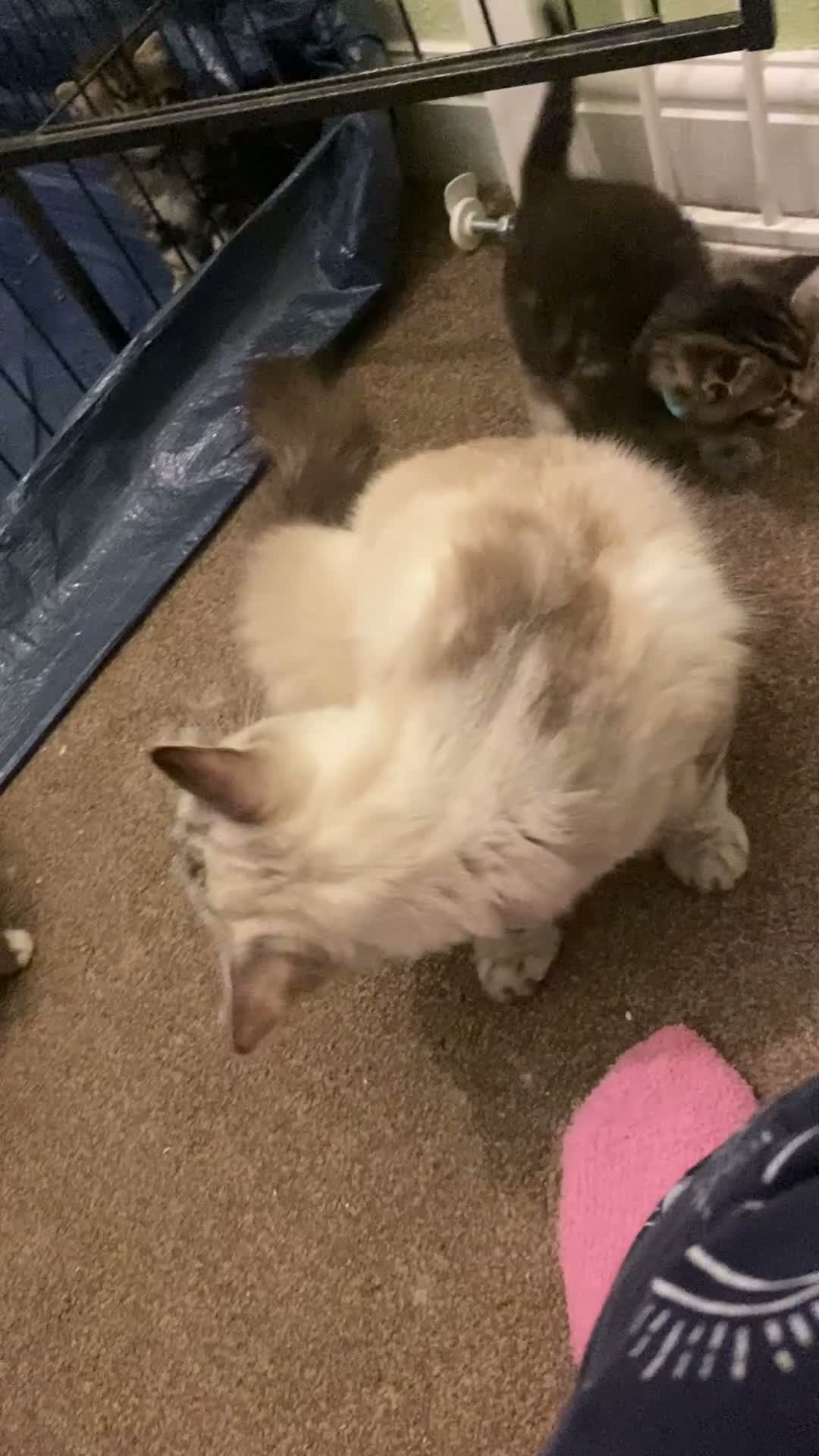 Ragdoll cats for sale: Beautiful ragdoll cross kittens 😍 - Video 1