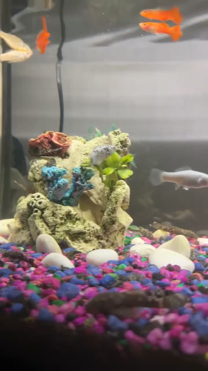 Plecos fish for sale: Plecos Fish  - Video 1