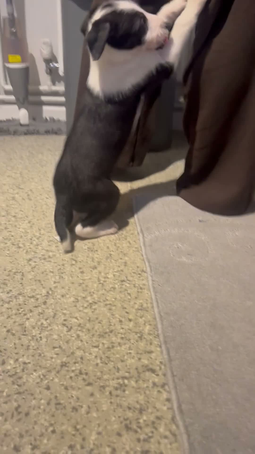 Mixed Breed dogs for sale: Collie greyhound x Beddy Whippet pups  - Video 1
