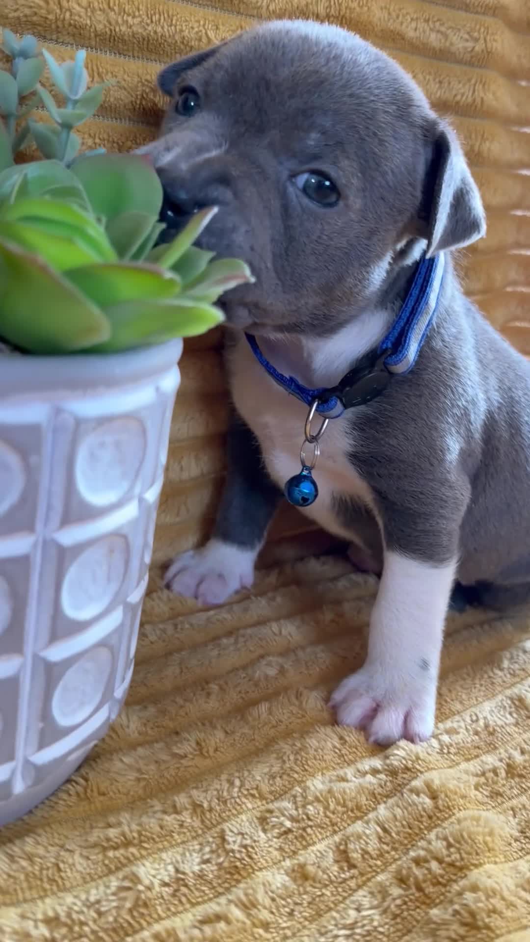 Staffordshire Bull Terrier dogs for sale: KC Blue Staffordshire bull terrier puppies  - Video 1