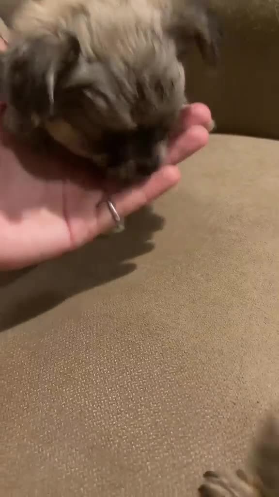 Chihuahua dogs for sale:  🐾 £1250 One little precious boy remaining 🐾  - Video 1