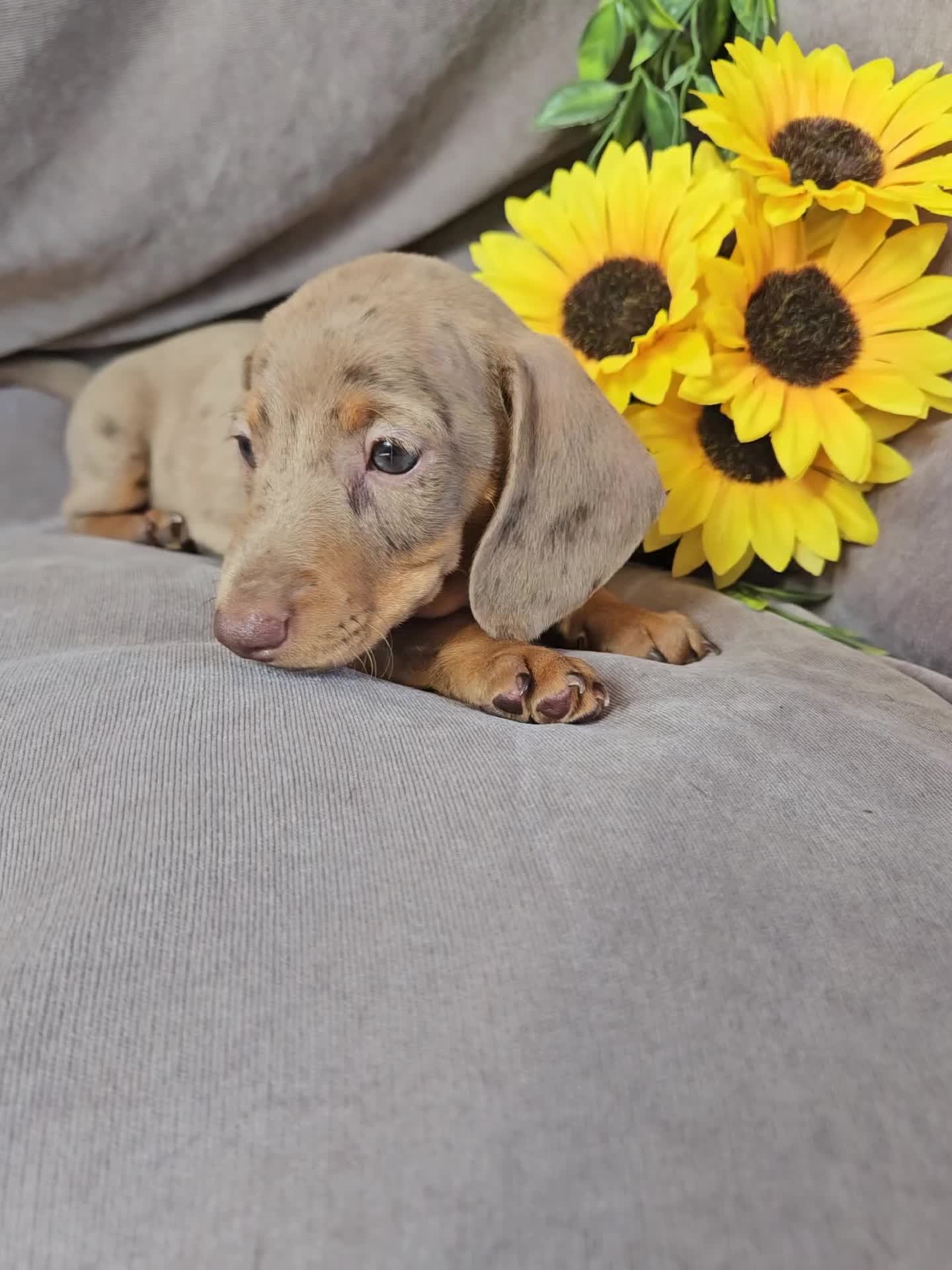 Miniature Dachshund dogs for sale: LAST PUPPY REMAINING Dapple Miniature Dachshunds  - Video 2