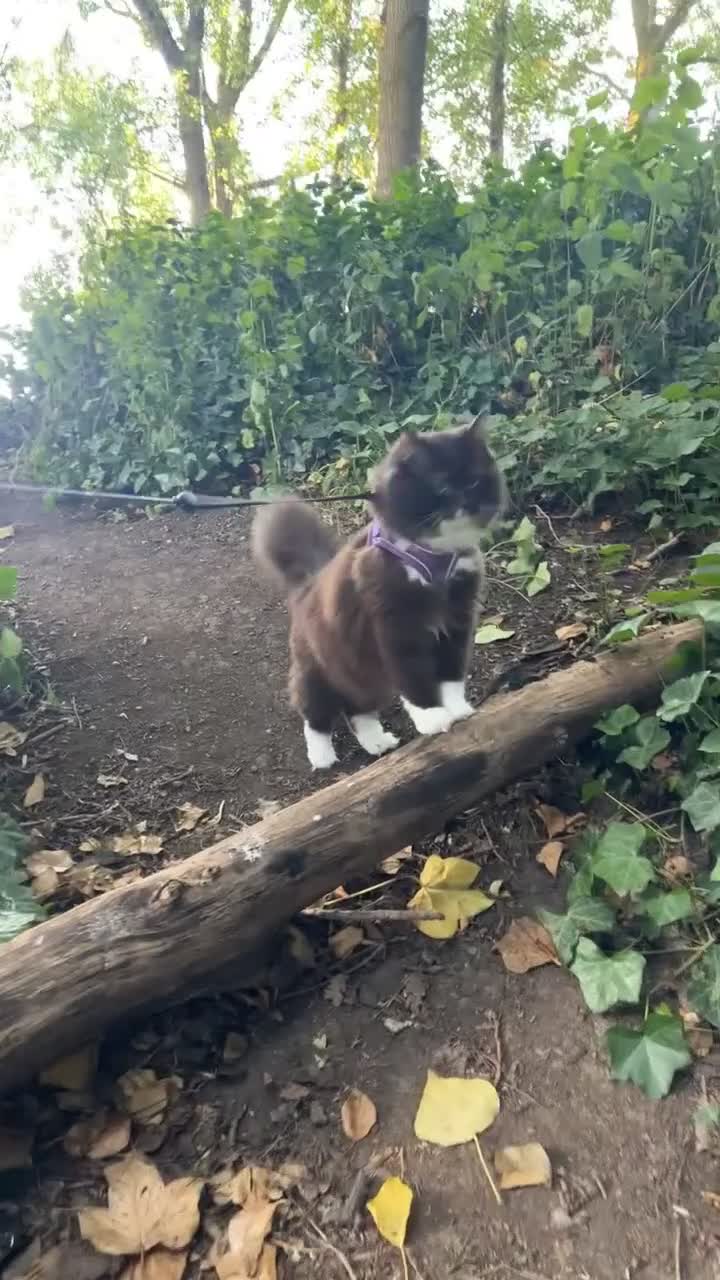 Ragdoll cats for stud: Stunning Chocolate Ragdoll Cross - Video 2