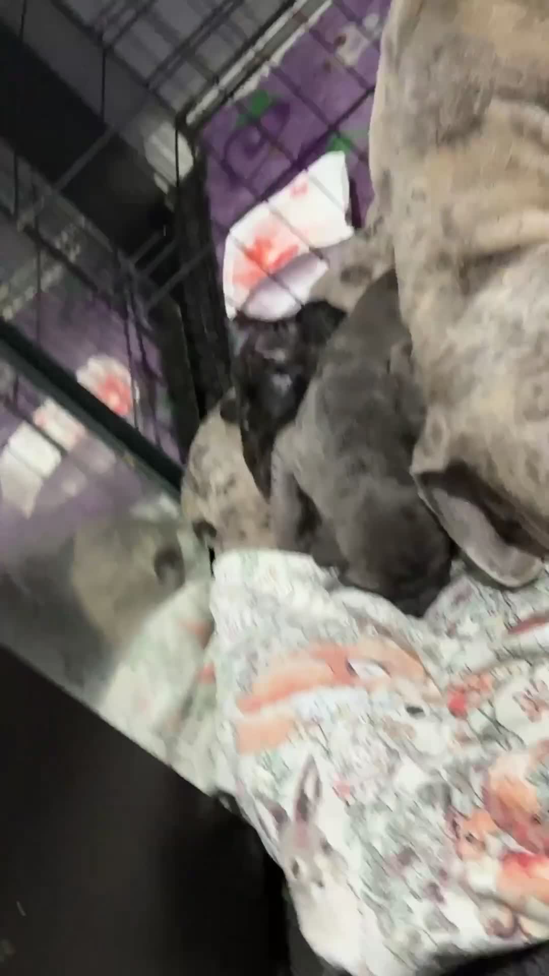 Cane Corso dogs for sale: Beautiful cane corso puppy’s  - Video 1