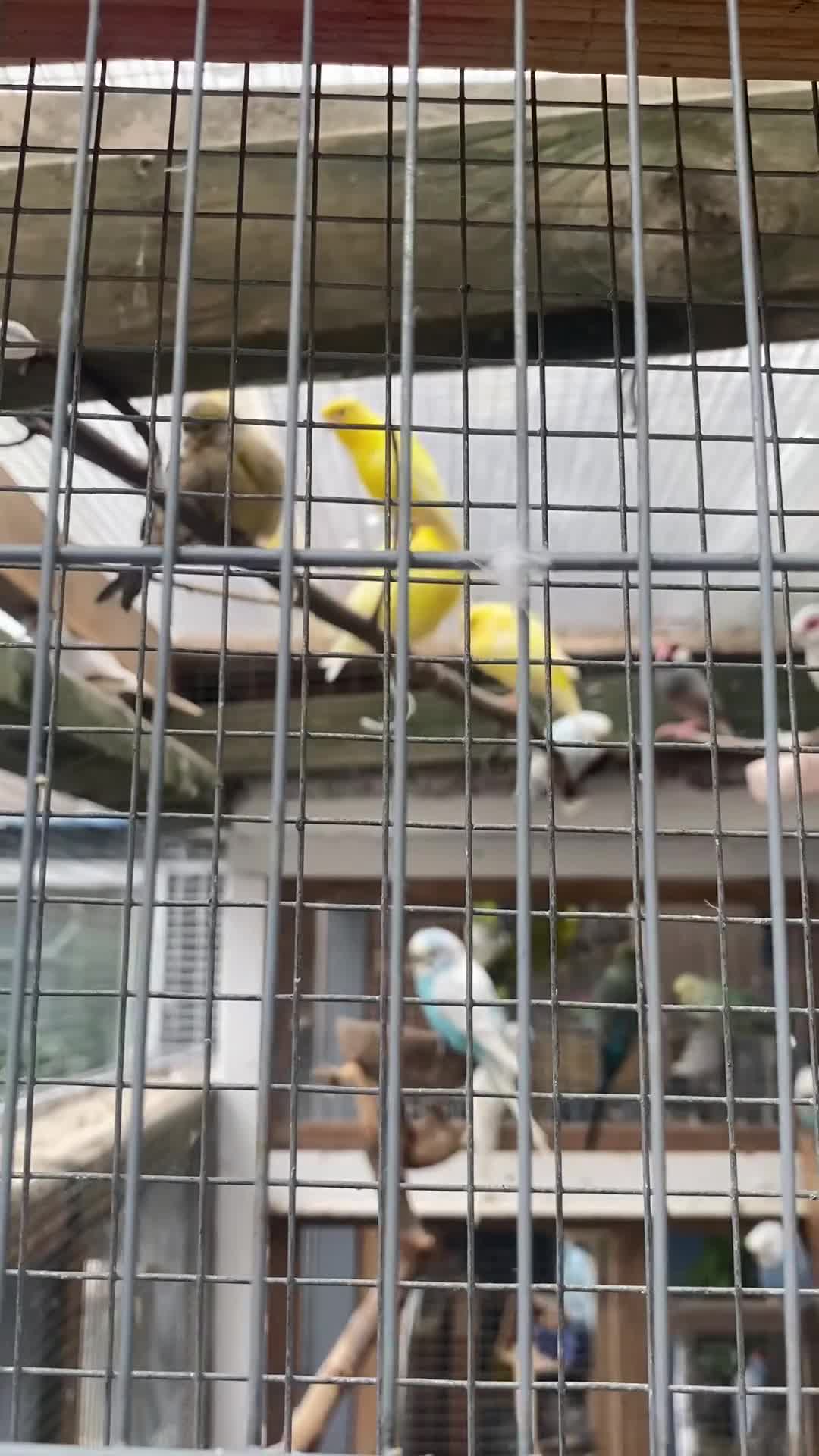Mixed Breed birds for sale: All types Bird Avery clearance.  - Video 2