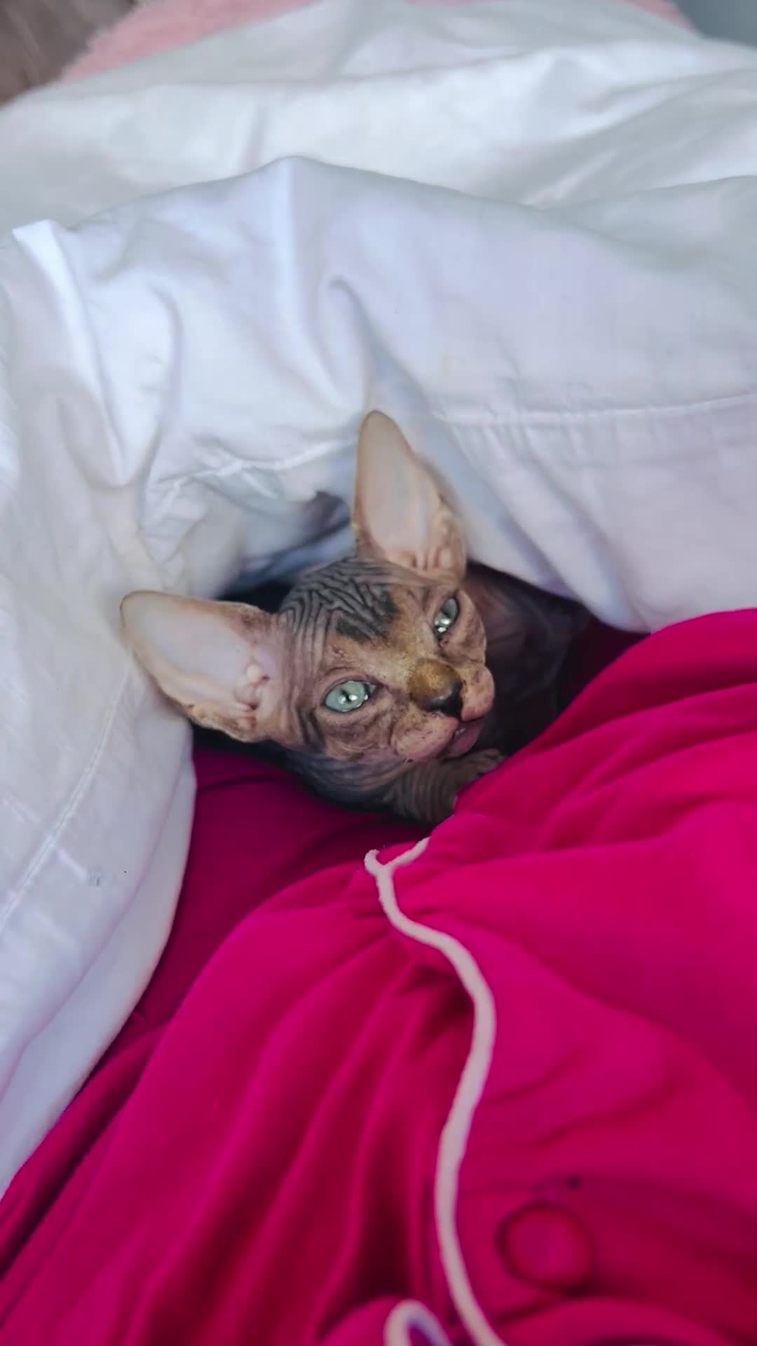 Sphynx cats for sale: HCM ******tery, pure Canadian Sphynx kittens  - Video 5