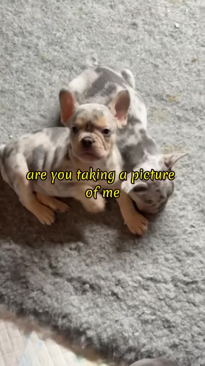 French Bulldog dogs for stud: Stunning Isabella & Tan boy fluffy L4 for Stud in Dundee - Video 3