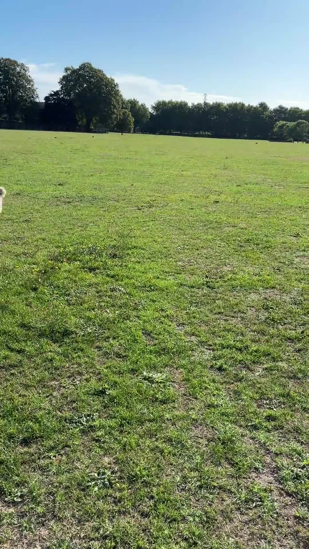 Cockapoo dogs for sale: 8 year old Cockapoo needs home - Video 1