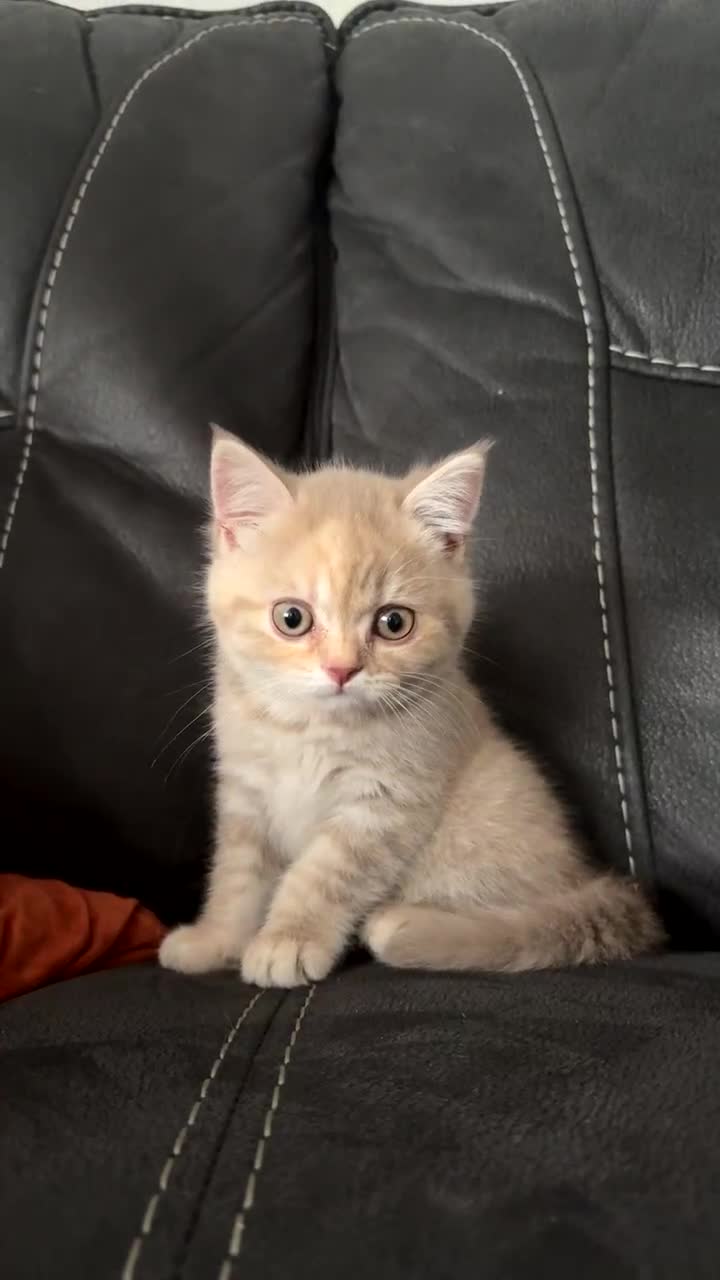 British Shorthair cats for sale: Adorable BSH Kittens Ready for Their Forever Homes - Video 1