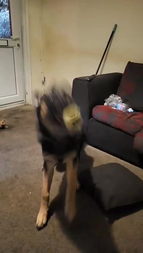 German Shepherd dogs for sale: Kenobi - 6 month old Male German Shepherd - Video 2