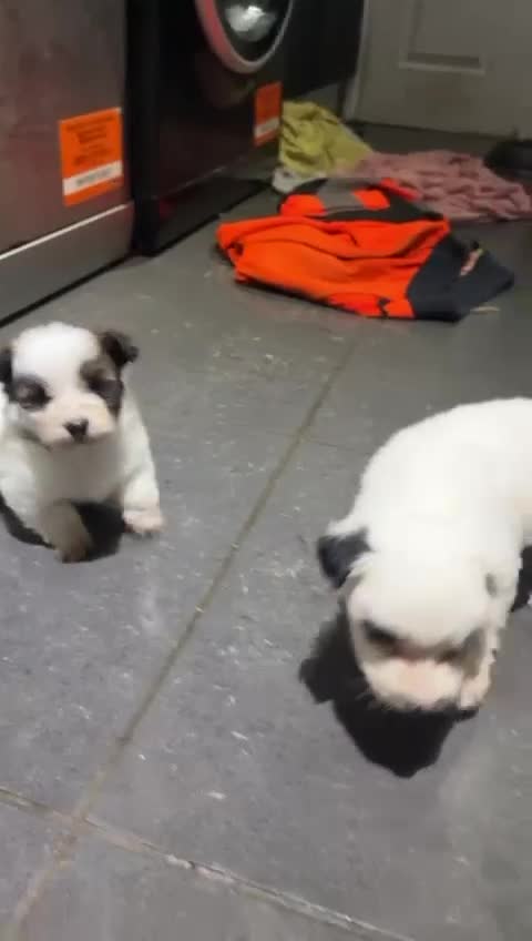 Morkie dogs for sale: 3 beautiful morkies looking for forever home  - Video 1