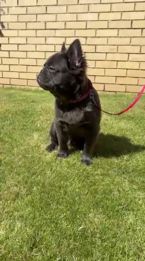 French Bulldog dogs for sale: REDUCED to £1000!!!Fluffy Frenchies in Edinburgh - Video 1