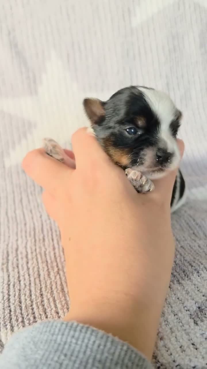 Yorkshire Terrier dogs for sale: 1 Girl Star 1 Boy Oakley  - Video 1