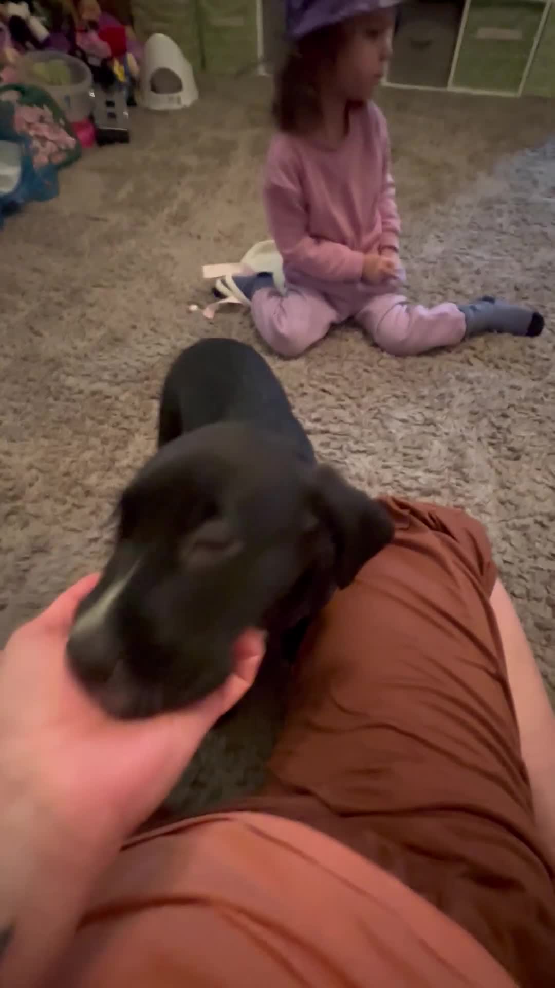 Mixed Breed dogs for sale: Lab- Cane Corso Puppies Looking for Loving Homes  - Video 4