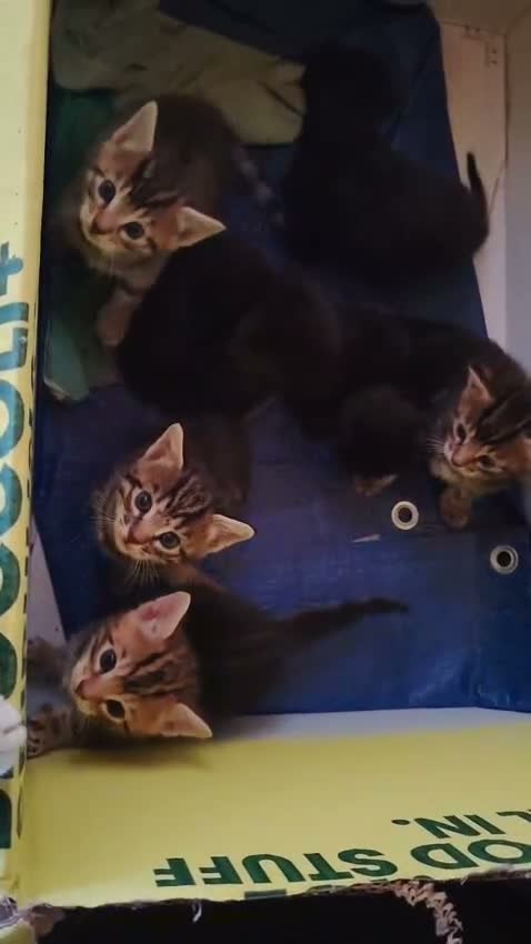 Mixed Breed cats for sale: Bengal Mix Kittens in Penrith - Video 1