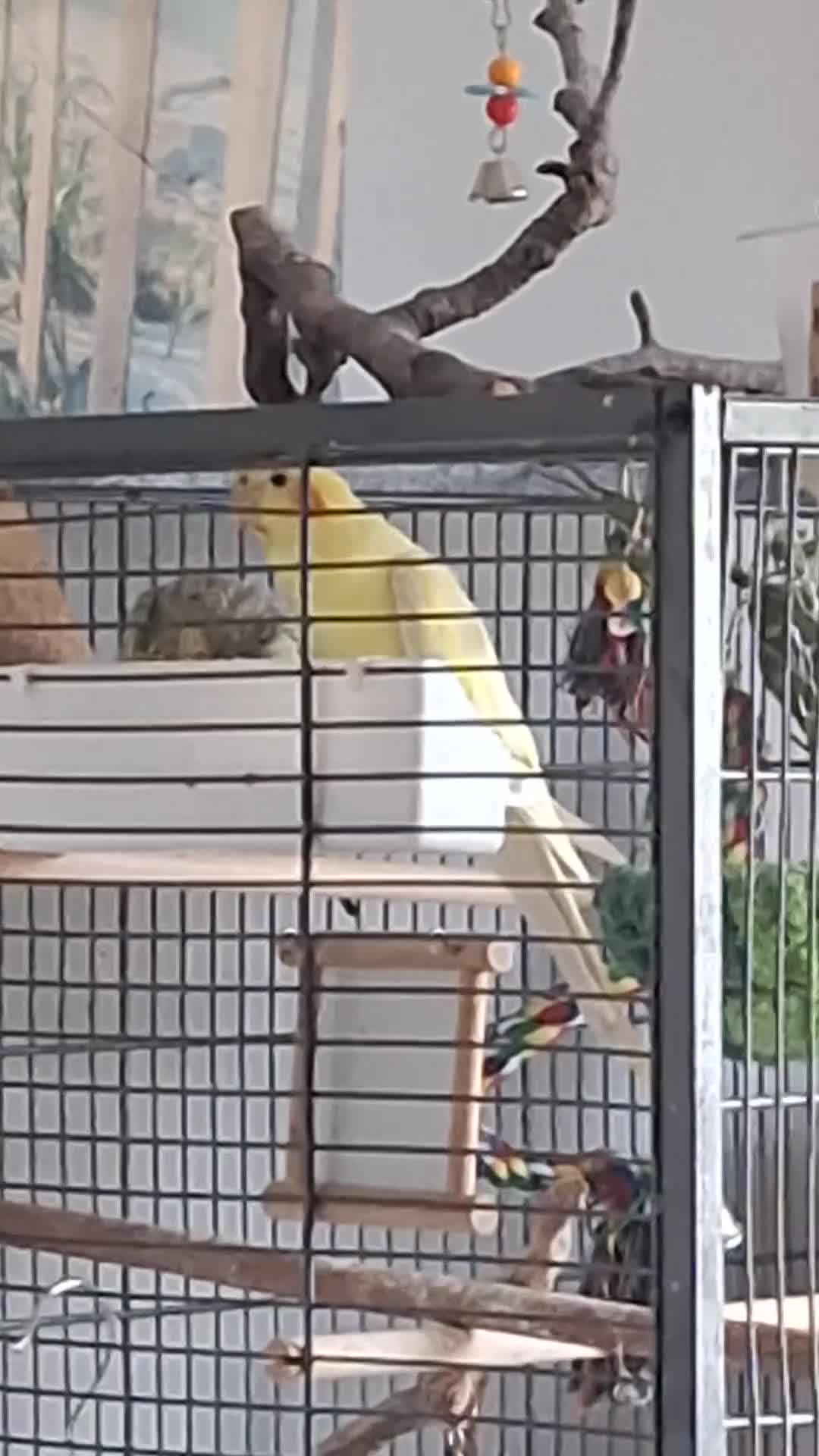 Cockatiels birds for sale: Pair of Cockatiels for sale  ( with cage) - Video 1