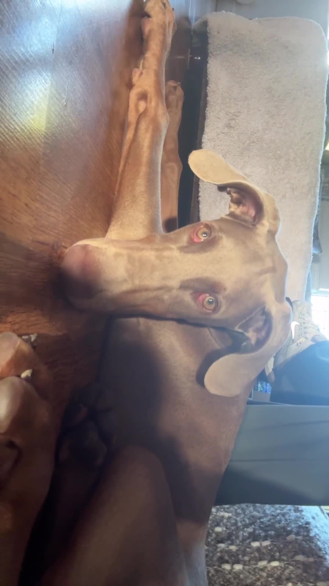 Dobermann dogs for sale: Isabella Male Doberman Puppy - Video 2