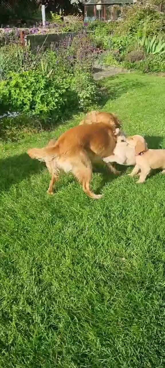 Cocker Spaniel dogs for sale: Gorgeous Working Cocker Spaniel Pups  - Video 1