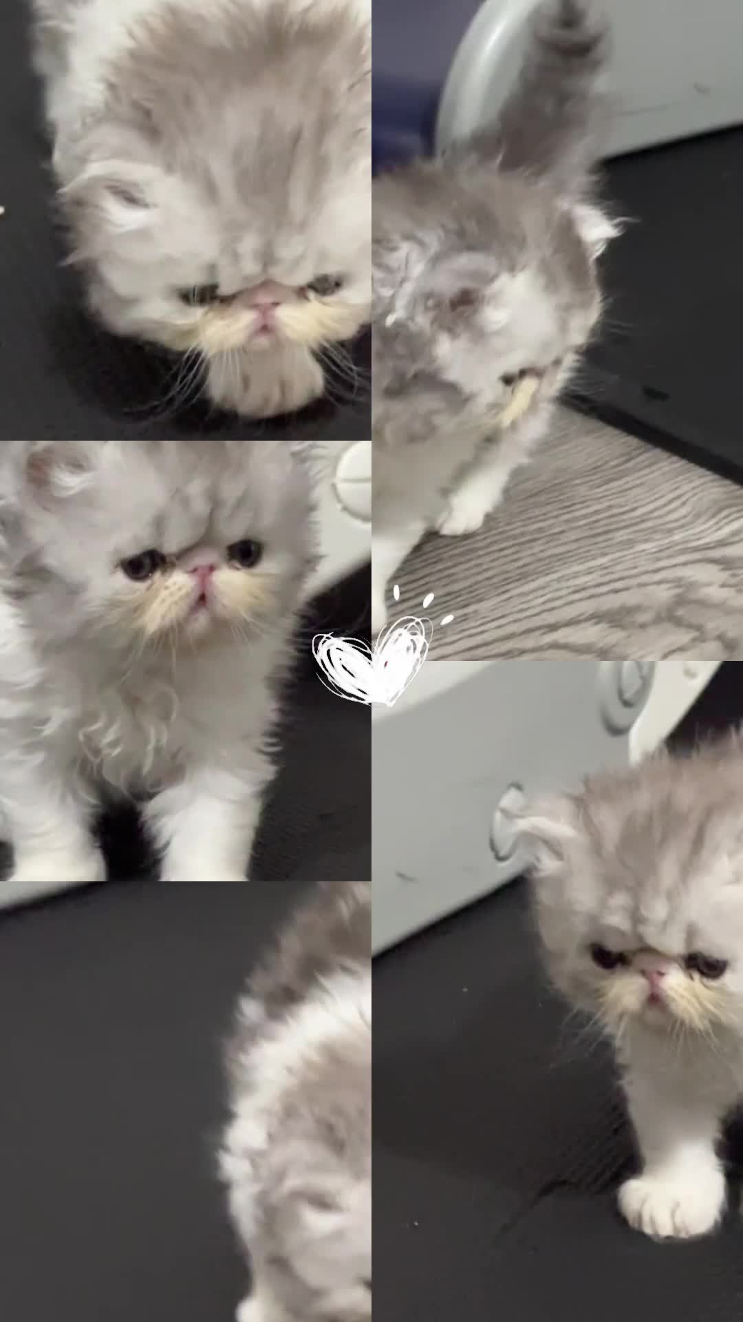 Persian cats for sale: PIKKI FACE PERSIAN KITTENS - WINNER BLOODLINE - Video 1