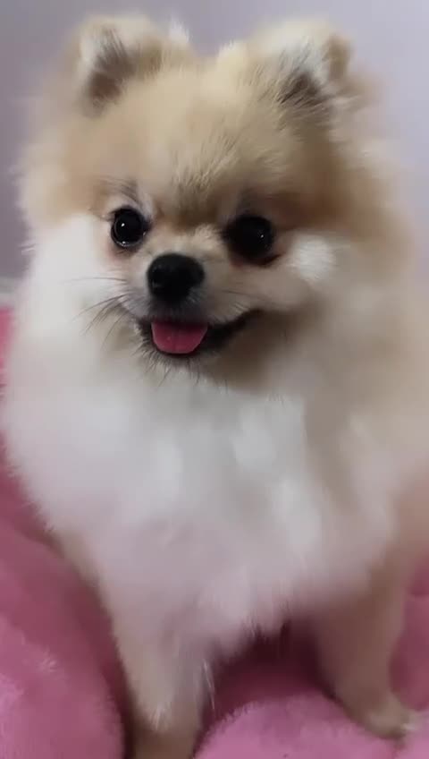 Pomeranian dogs for sale: Beautiful small Pomeranian girl cream colour  - Video 1