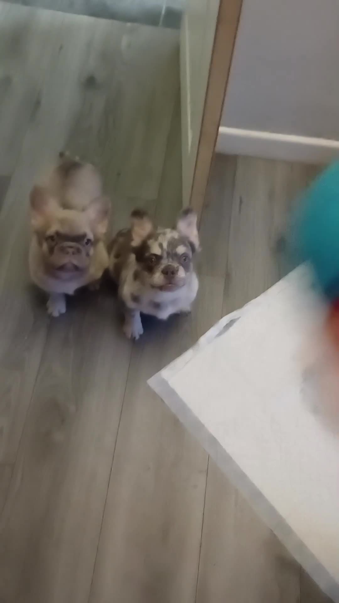 French Bulldog dogs for sale: Quality French Bulldog Puppies – Well Socialised - Video 4