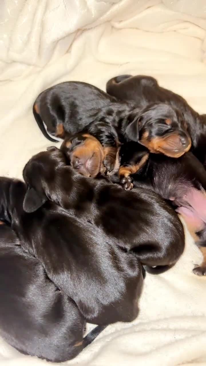 Miniature Dachshund dogs for sale: 6 Gorgeous Miniature Dachshunds for sale🩷💙 - Video 4