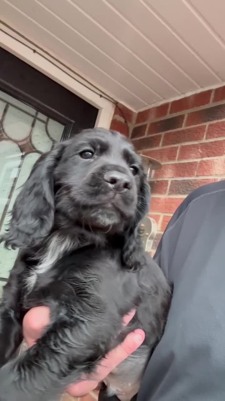 Cocker Spaniel dogs for sale: READY NOW Working (type) Cocker Spaniels KC Reg - Video 2