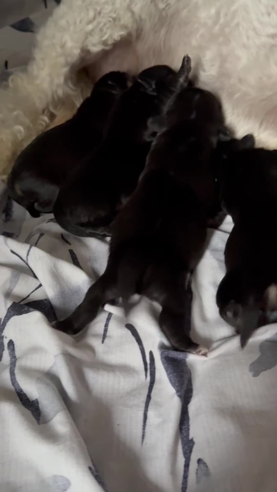 Mixed Breed dogs for sale: Froodle pups  - Video 2
