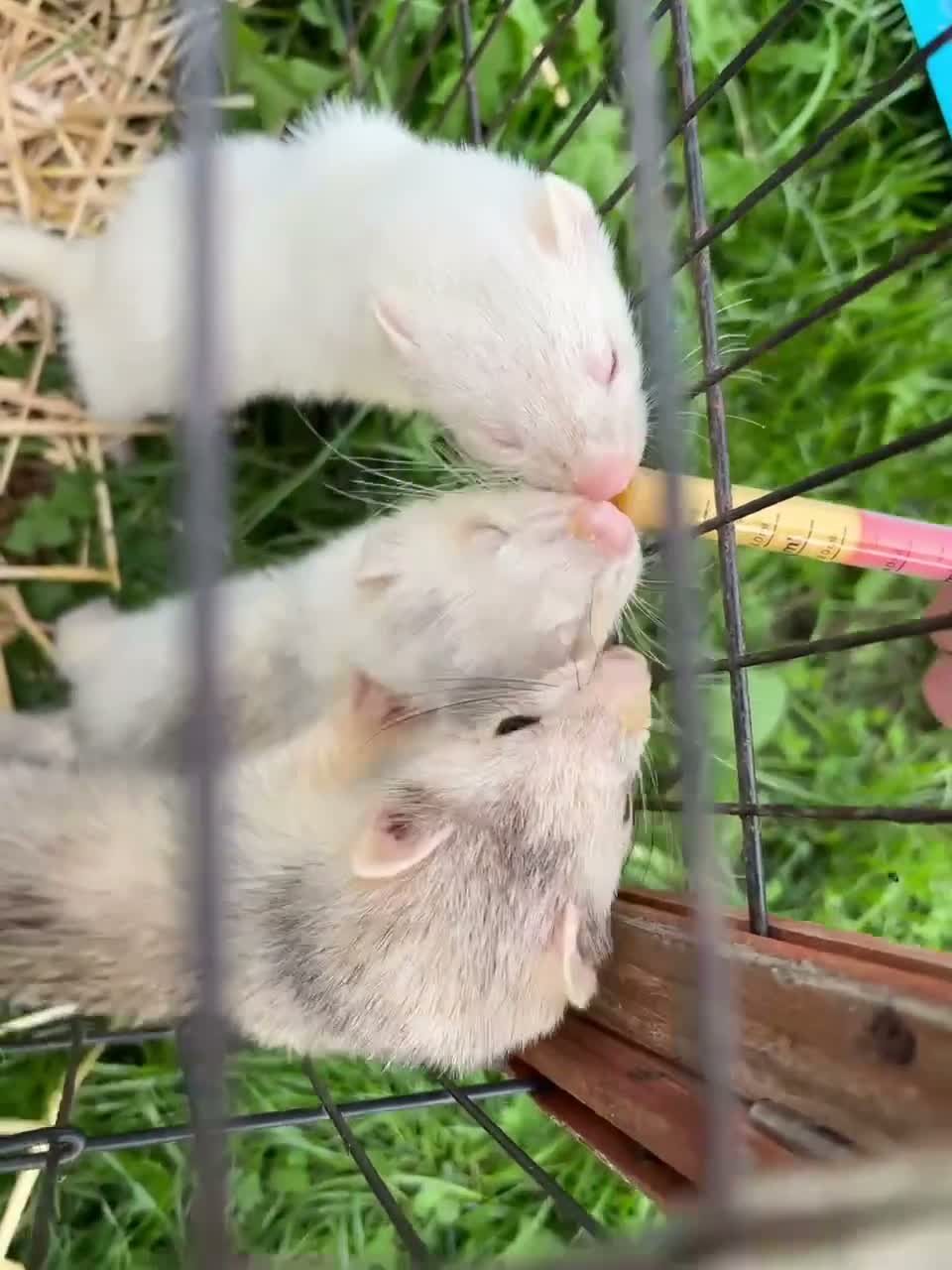 Ferret rodents for sale: kits 👀🏡 in Pontefract - Video 1